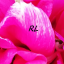roselacroix27